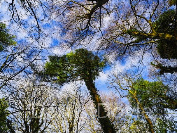 Cimes d'arbres verdoyants sous un ciel nuageux et bleuté.