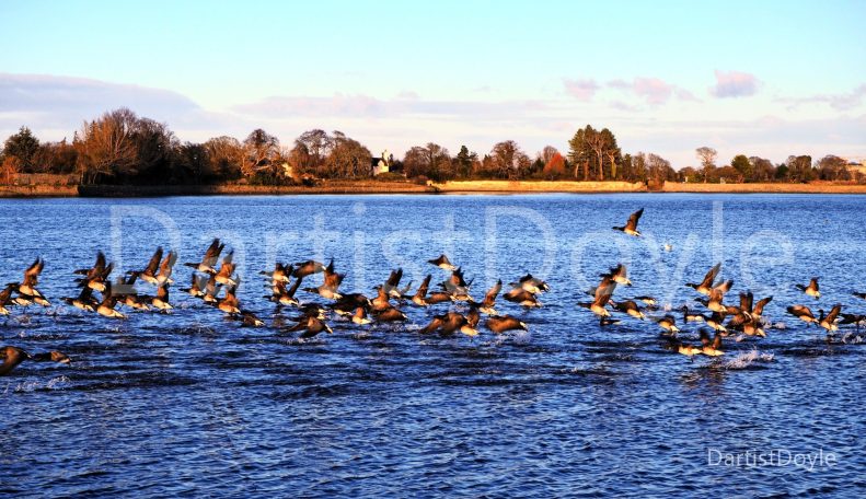 Un groupe d'oies s'élevant au-dessus d'une étendue d'eau sous un ciel bleu.