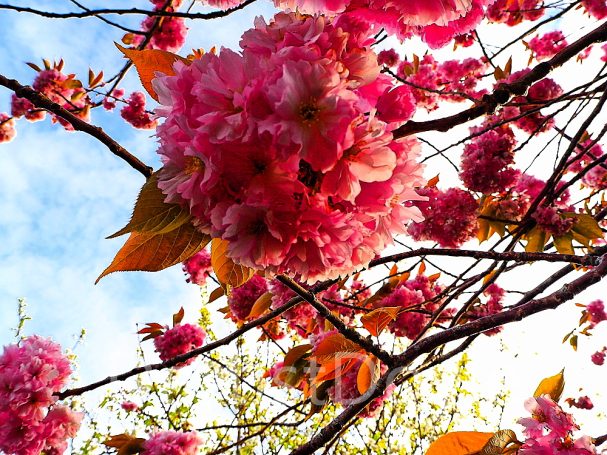 Fleurs de cerisier roses en pleine floraison sous un ciel bleu.