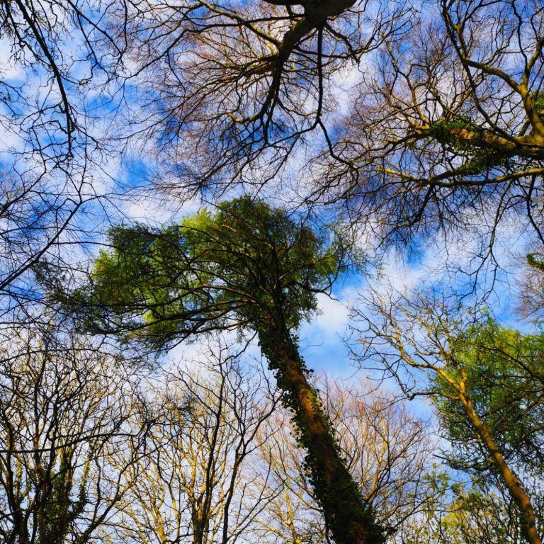 Haut des arbres au-dessus d'un ciel bleu parsemé de nuages.