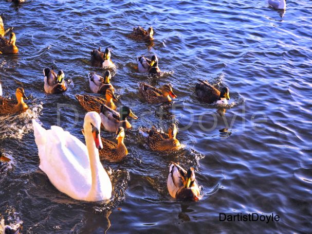 Un cygne blanc nage parmi un groupe de canards dans l'eau calme.